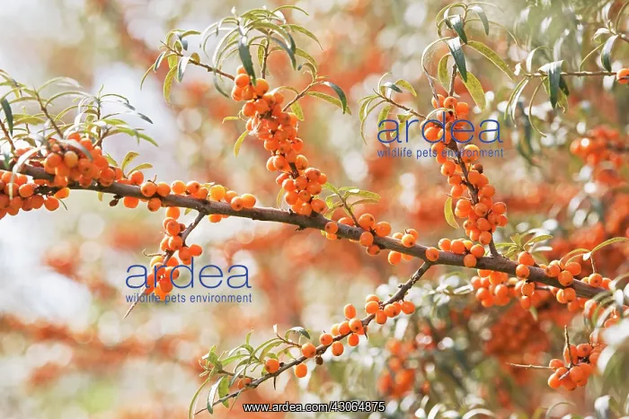 : Sea Buckthorn : Sea Buckthorn
