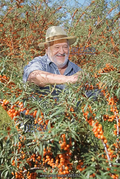 : Sea Buckthorn : Sea Buckthorn