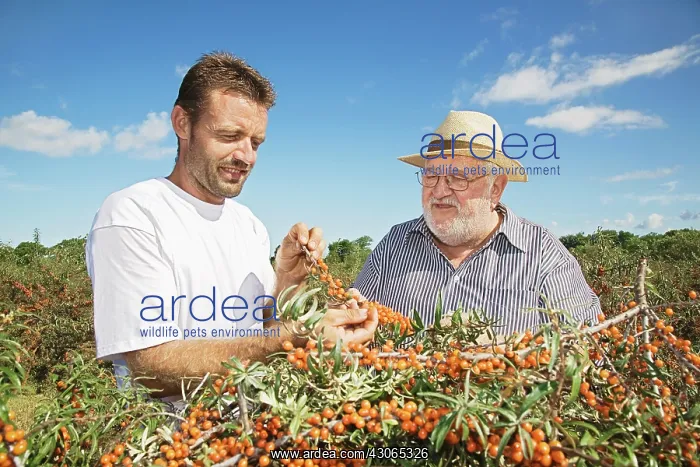 : Sea Buckthorn : Sea Buckthorn