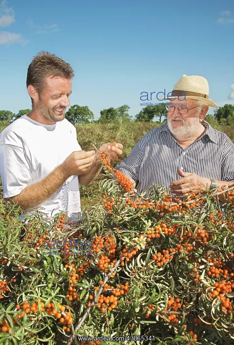 : Sea Buckthorn : Sea Buckthorn
