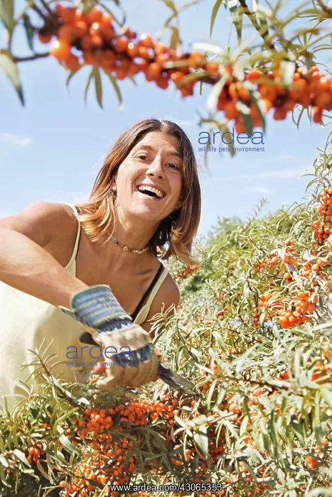 : Sea Buckthorn : Sea Buckthorn