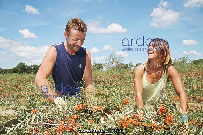 : Sea Buckthorn : Sea Buckthorn