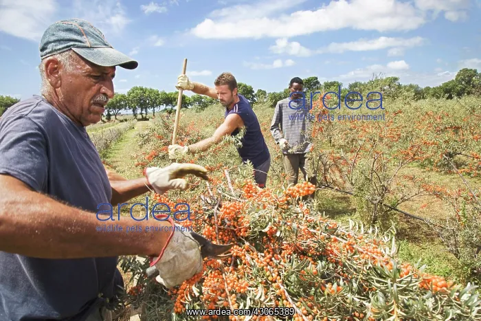 : Sea Buckthorn : Sea Buckthorn