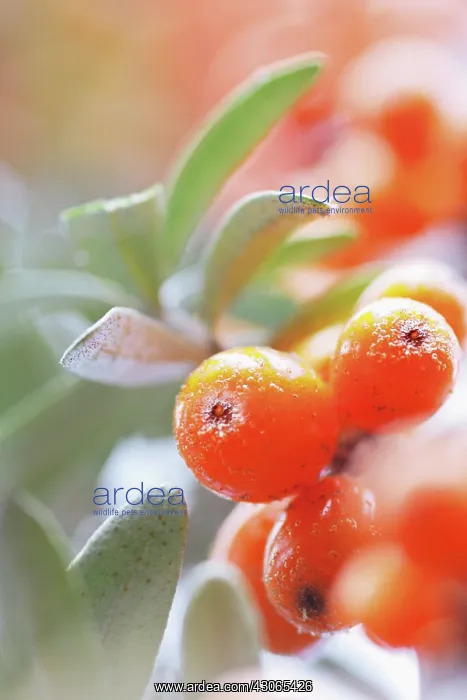 : Sea Buckthorn : Sea Buckthorn