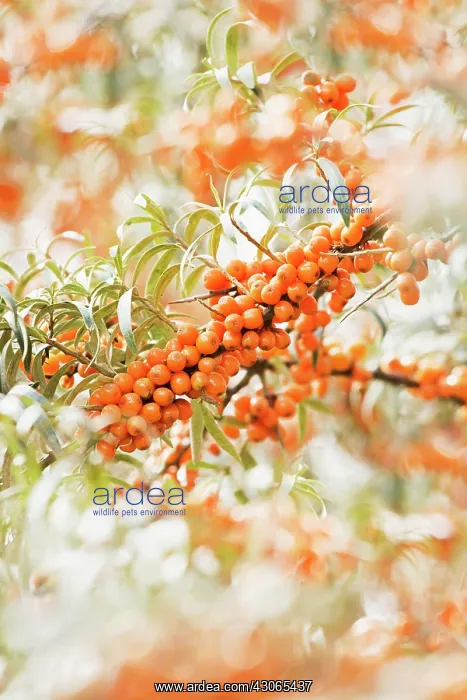 : Sea Buckthorn : Sea Buckthorn