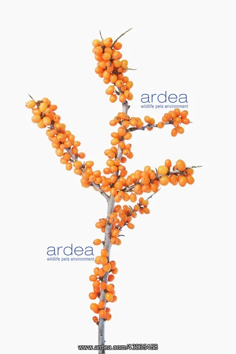 : Sea Buckthorn : Sea Buckthorn