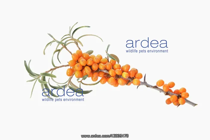 : Sea Buckthorn : Sea Buckthorn