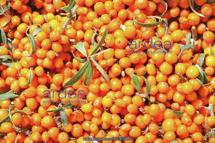 : Sea Buckthorn : Sea Buckthorn