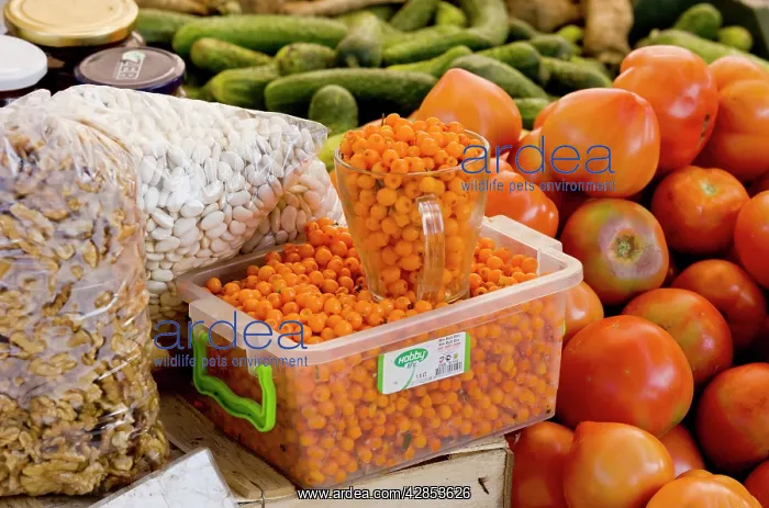 : Sea Buckthorn berries for sale at Sigishoara fruit : Sea Buckthorn berries for sale at Sigishoara fruit