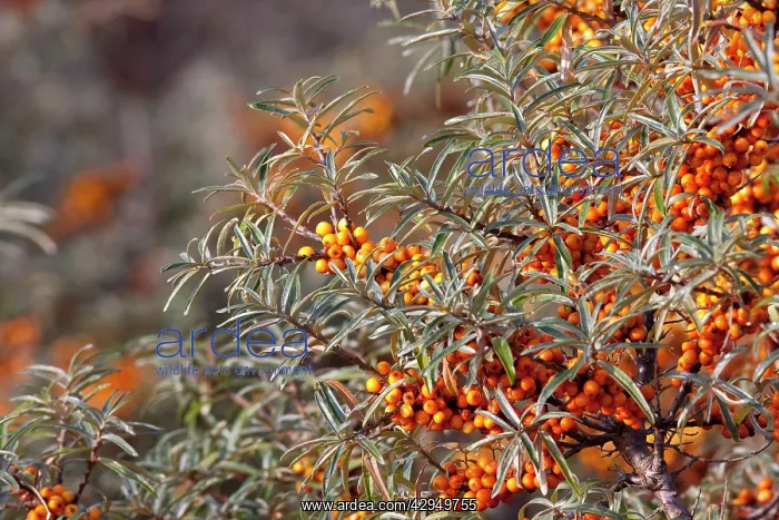 : Sea Buckthorn - bush in autumn covered in berries : Sea Buckthorn - bush in autumn covered in berries