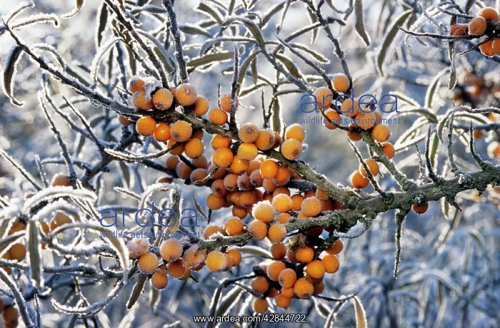 : Sea buckthorn - frozen berries : Sea buckthorn - frozen berries