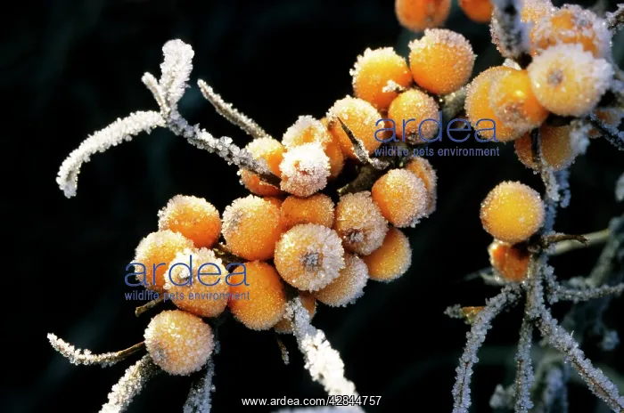 : Sea buckthorn - frozen berries : Sea buckthorn - frozen berries