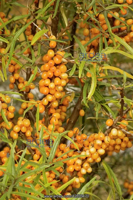  : Sea buckthorn, in fruit; autumn