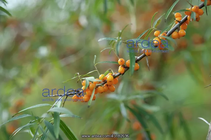 : Sea Buckthorn, Hippophae rhamnoides, Twig with narrow : Sea Buckthorn, Hippophae rhamnoides, Twig with narrow