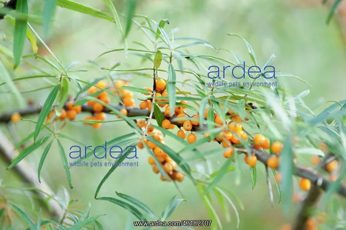 : Sea Buckthorn, Hippophae rhamnoides, Twig with narrow : Sea Buckthorn, Hippophae rhamnoides, Twig with narrow