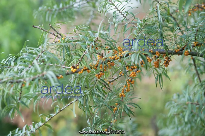 : Sea Buckthorn, Hippophae rhamnoides, Twig with narrow : Sea Buckthorn, Hippophae rhamnoides, Twig with narrow