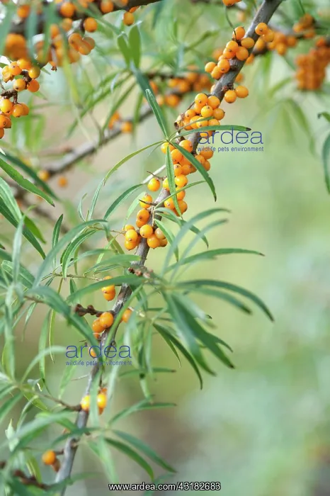 : Sea Buckthorn, Hippophae rhamnoides, Twigs with narrow : Sea Buckthorn, Hippophae rhamnoides, Twigs with narrow