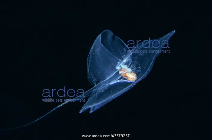 : Sea Butterfly : Sea Butterfly