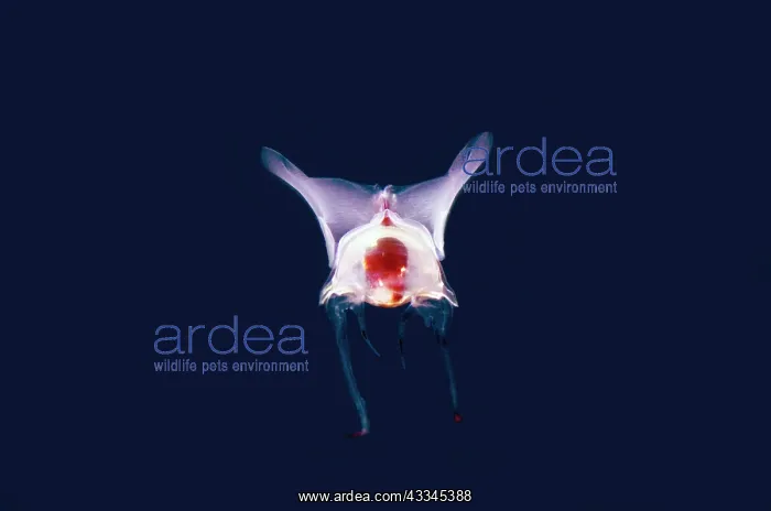 : Sea Butterfly - Bintang Divers dive site, Amed : Sea Butterfly - Bintang Divers dive site, Amed