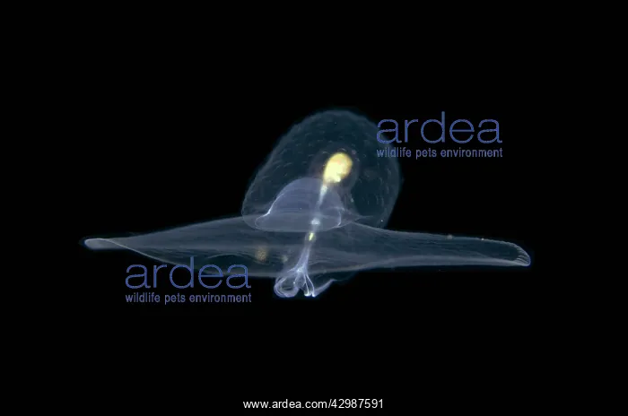  : Sea Butterfly floating in water column - Blackwater