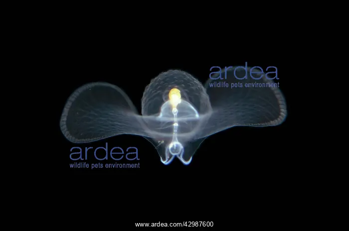 : Sea Butterfly floating in water column - Blackwater : Sea Butterfly floating in water column - Blackwater