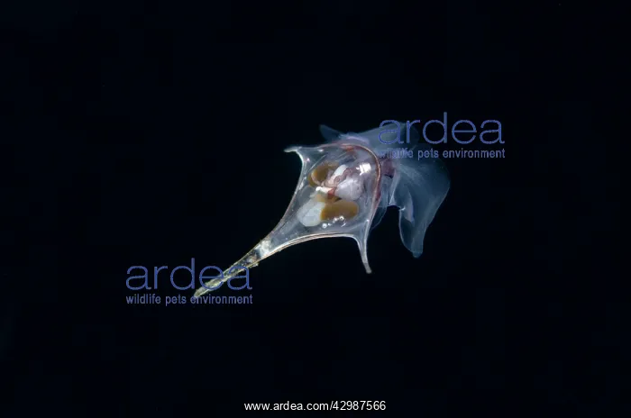 : Sea Butterfly swimming in water column - Blackwater : Sea Butterfly swimming in water column - Blackwater
