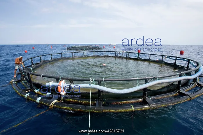 : Sea cage with thousand of Gilt-head bream, Sparus aurata, Po : Sea cage with thousand of Gilt-head bream, Sparus aurata, Po