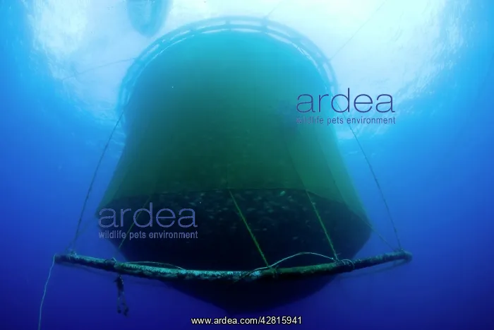 : Sea cage with thousand of Gilt-head bream, Sparus aurata, Po : Sea cage with thousand of Gilt-head bream, Sparus aurata, Po
