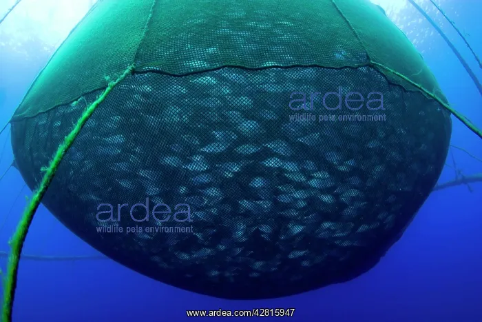 : Sea cage with thousand of Gilt-head bream, Sparus aurata, Po : Sea cage with thousand of Gilt-head bream, Sparus aurata, Po