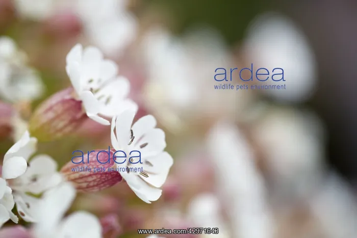  : Sea Campion
