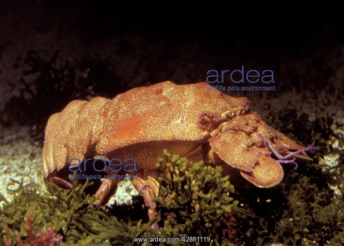 : Sea Cicada - Cigale de Mer : Sea Cicada - Cigale de Mer
