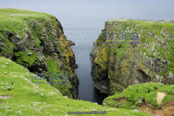: Sea Cliffs : Sea Cliffs