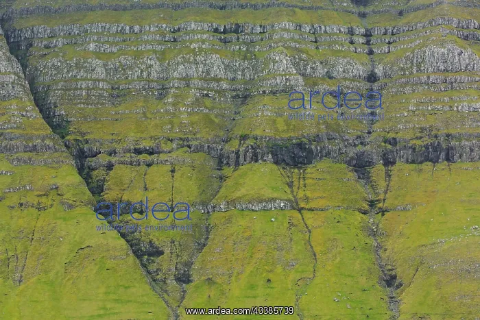: Sea cliffs along the rugged coast of Eysturoy, East : Sea cliffs along the rugged coast of Eysturoy, East