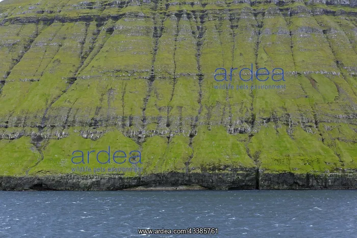 : Sea cliffs along the rugged coast of Eysturoy, East : Sea cliffs along the rugged coast of Eysturoy, East