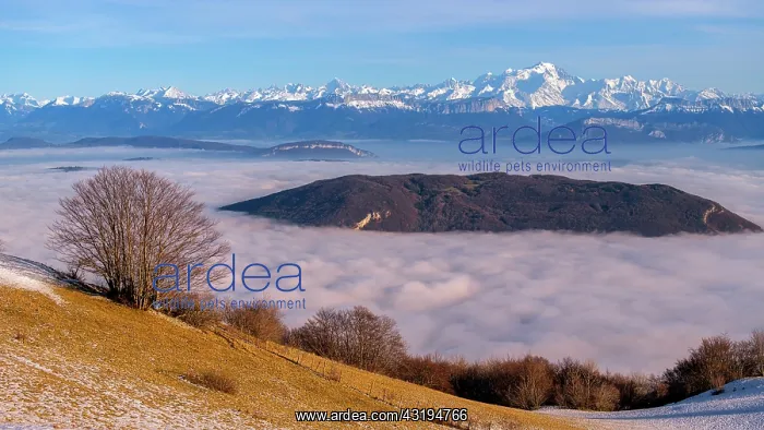 : Sea of cloud between the Jura and the Northern Alps : Sea of cloud between the Jura and the Northern Alps