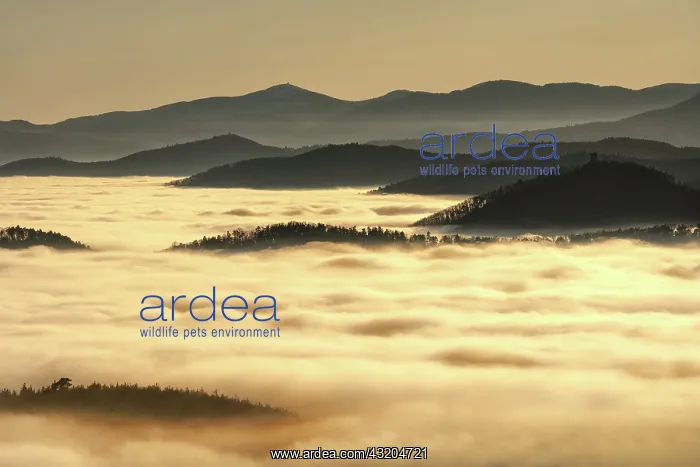 : Sea of clouds in the Vosges. In December 2019, temperatures : Sea of clouds in the Vosges. In December 2019, temperatures