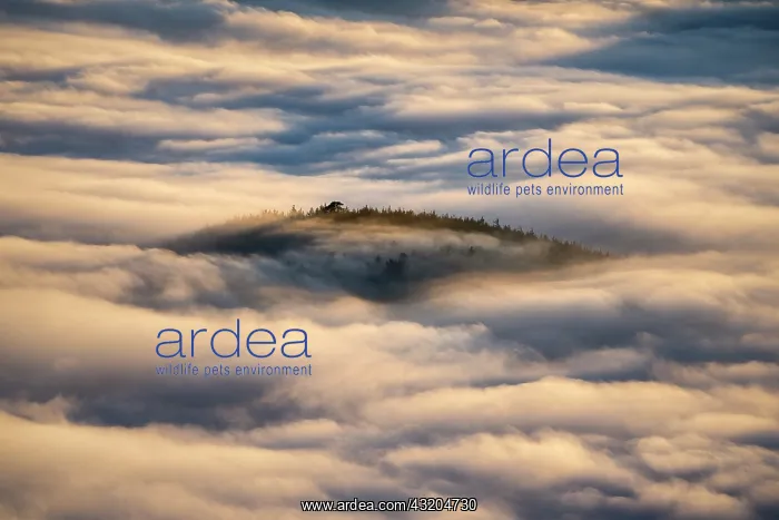 : Sea of clouds in the Vosges. In December 2019, temperatures : Sea of clouds in the Vosges. In December 2019, temperatures