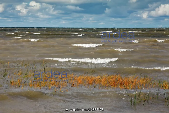 : Sea Club-rush - the Baltic Sea - Gulf of Finland : Sea Club-rush - the Baltic Sea - Gulf of Finland