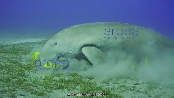 : Sea Cow (Dugong dugon) eating algae on seagrass : Sea Cow (Dugong dugon) eating algae on seagrass