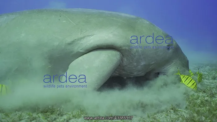: Sea Cow (Dugong dugon) eating algae on seagrass : Sea Cow (Dugong dugon) eating algae on seagrass