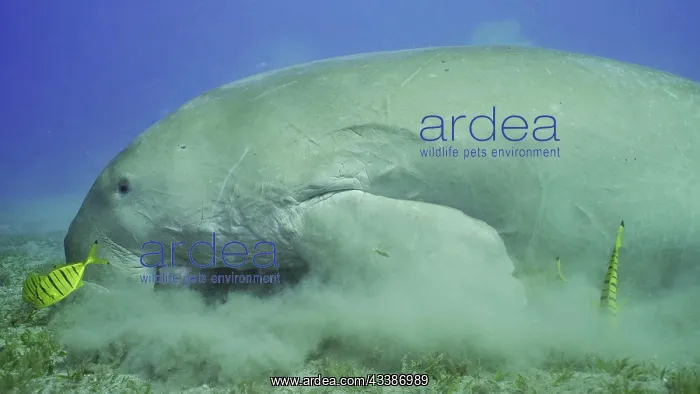 : Sea Cow (Dugong dugon) eating algae on seagrass : Sea Cow (Dugong dugon) eating algae on seagrass