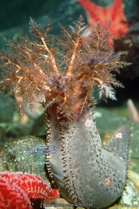 : Sea Cucumber : Sea Cucumber