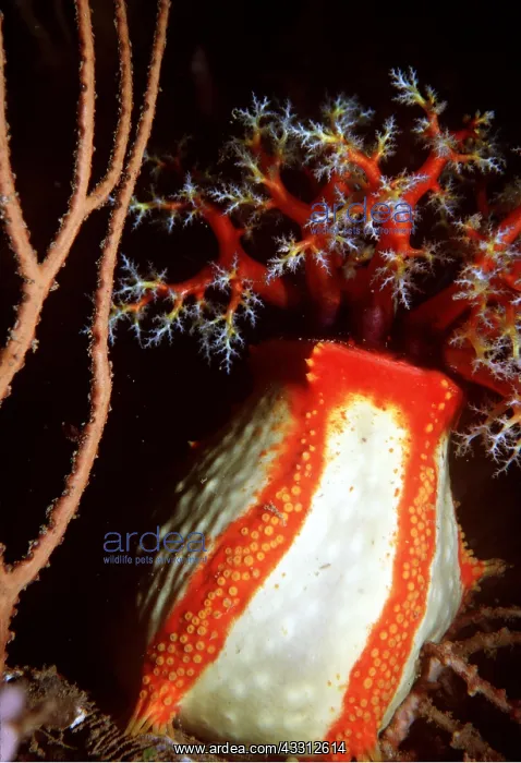  : SEA CUCUMBER