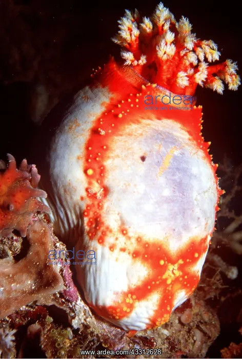 : SEA CUCUMBER : SEA CUCUMBER