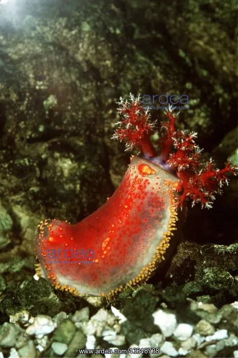 : SEA CUCUMBER : SEA CUCUMBER