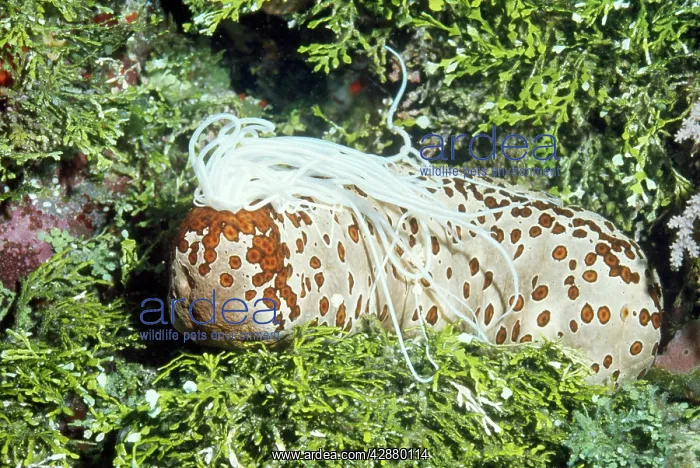 : Sea Cucumber (Beche-de-mer) : Sea Cucumber (Beche-de-mer)