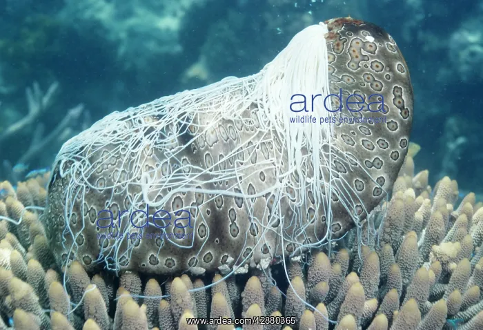 : SEA CUCUMBER - with cuvierian organs / sticky threads : SEA CUCUMBER - with cuvierian organs / sticky threads
