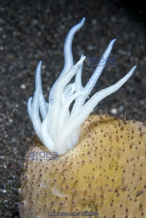 : Sea Cucumber extruding defensive Cuivierian tubules : Sea Cucumber extruding defensive Cuivierian tubules