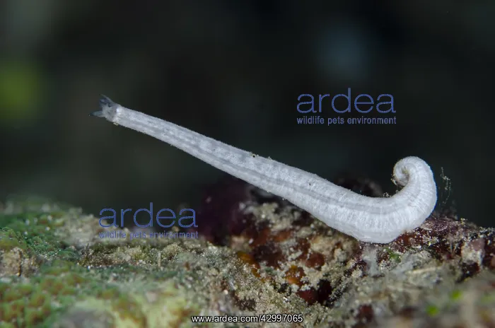  : Sea Cucumber - Fantasea dive site, Misool, Raja