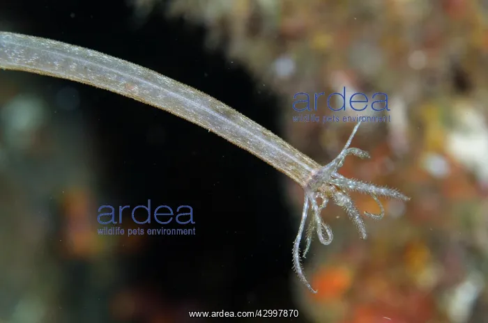 : Sea Cucumber feeding - Melasti dive site, Seraya : Sea Cucumber feeding - Melasti dive site, Seraya